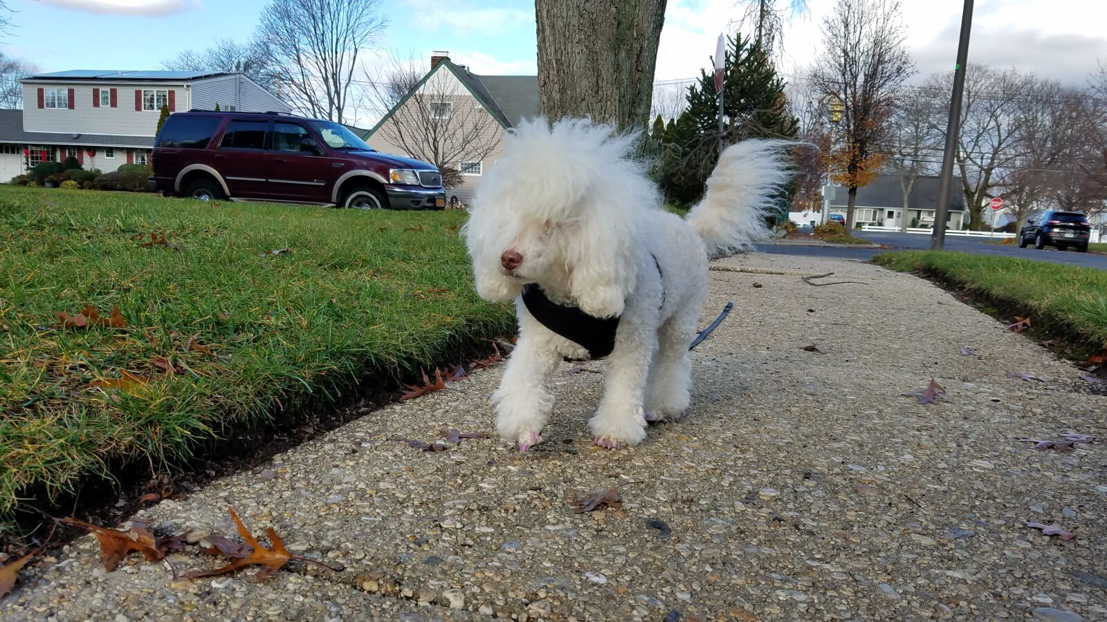 Samsung Galaxy S7 Edge sample photo. White dog, dog, cute photography