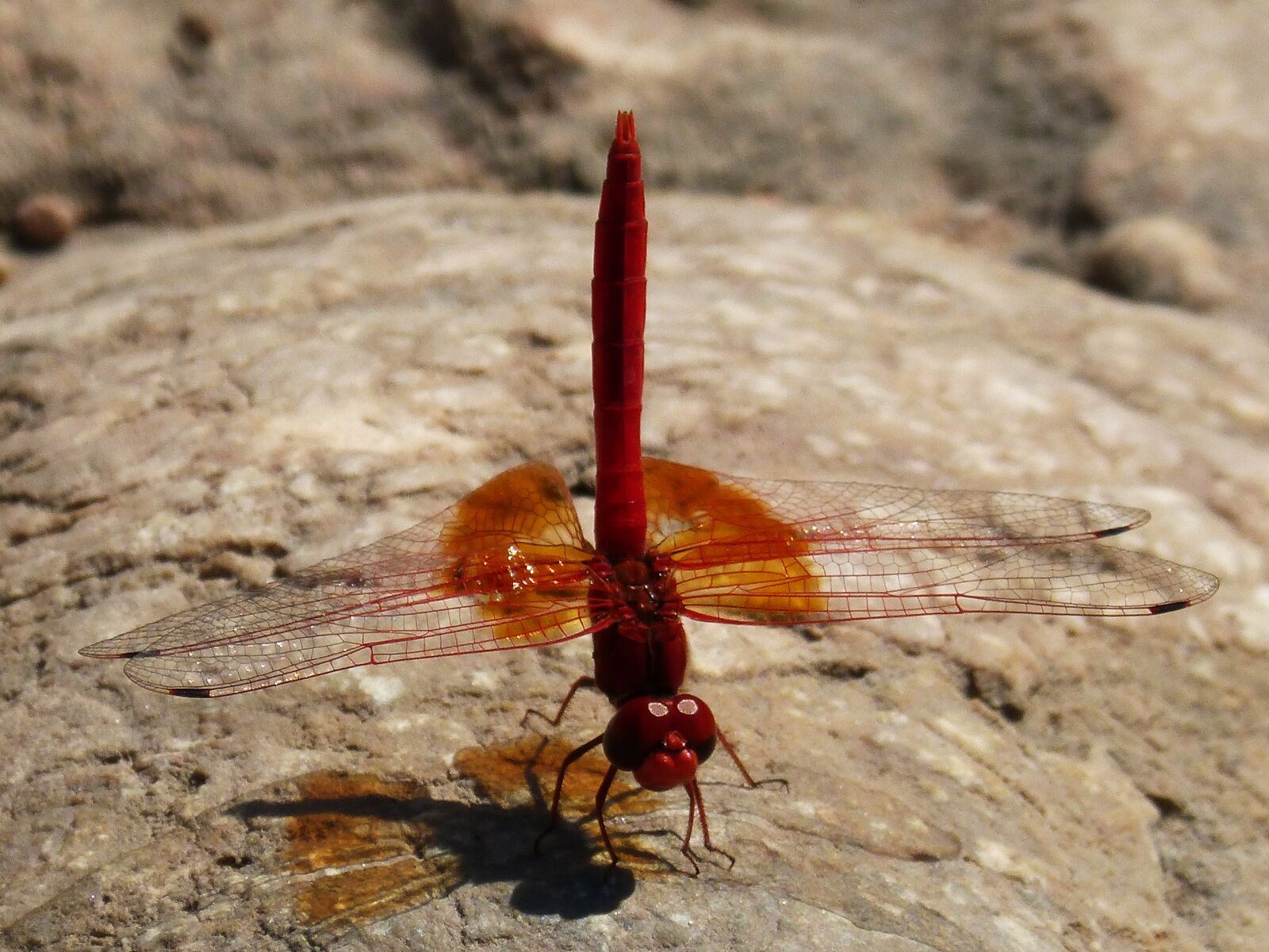 Panasonic DMC-FZ62 sample photo. Dragonfly, red, insect photography