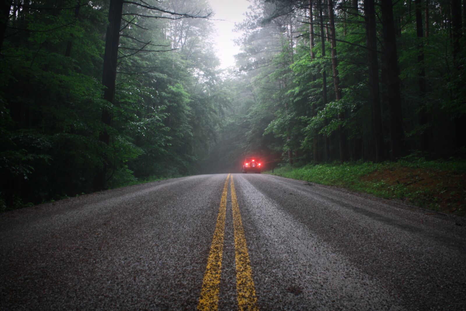 Canon EOS 1000D (EOS Digital Rebel XS / EOS Kiss F) sample photo. Rain, nature, forest photography