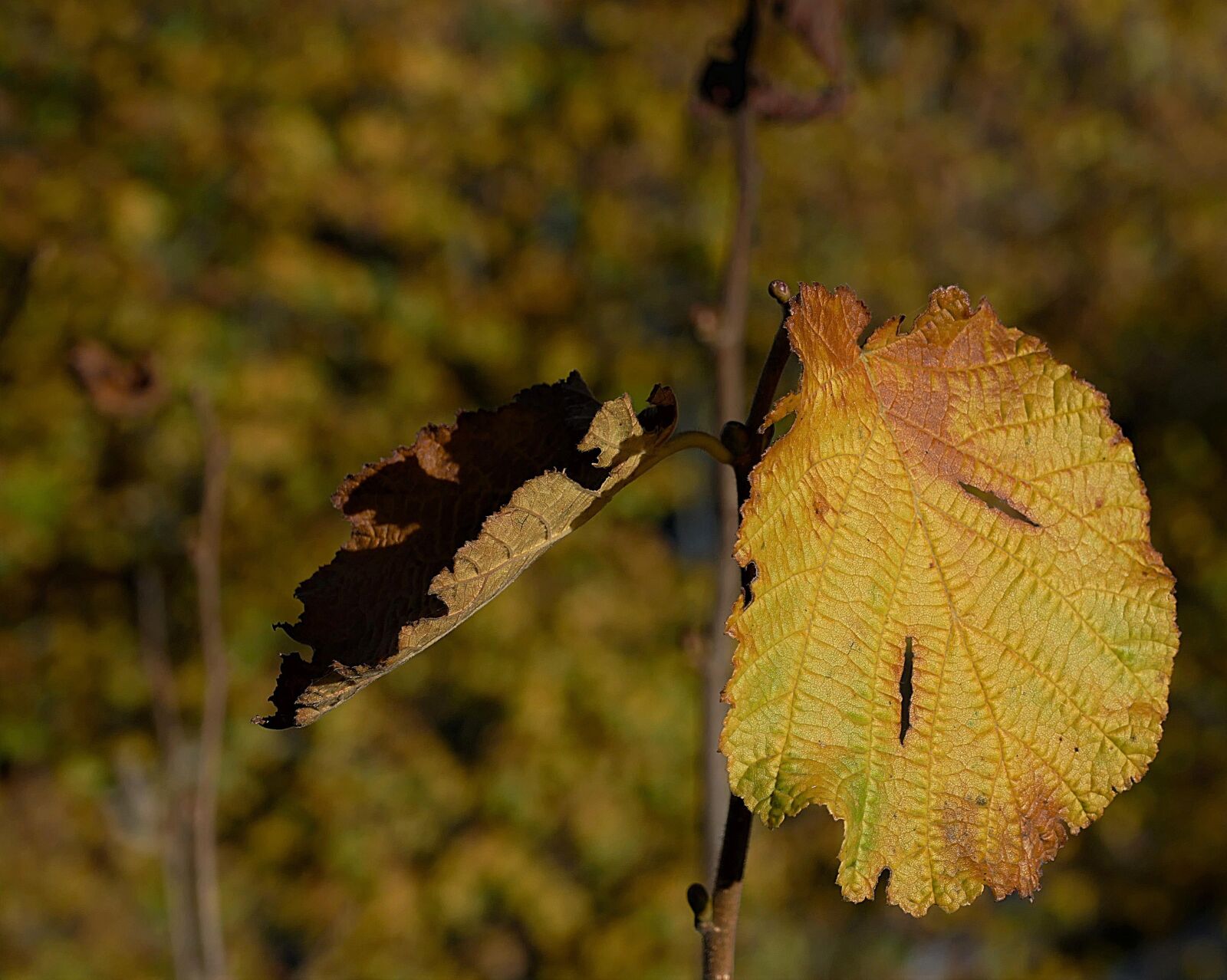 Panasonic Lumix DMC-FZ1000 sample photo. Leaf, discolored, autumn photography