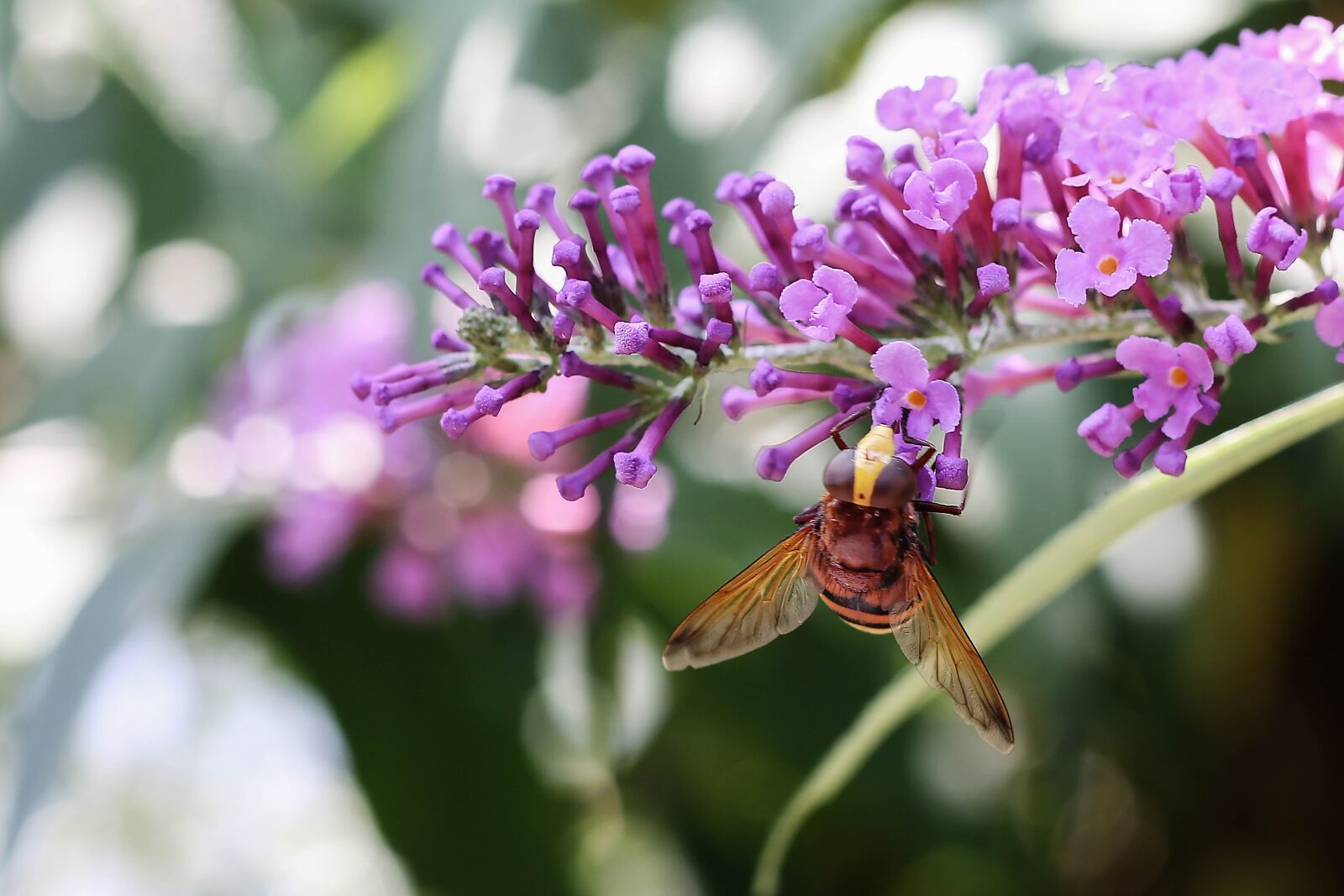Canon EOS 70D + Canon EF 50mm F1.8 STM sample photo. Wasp, insect, nature photography