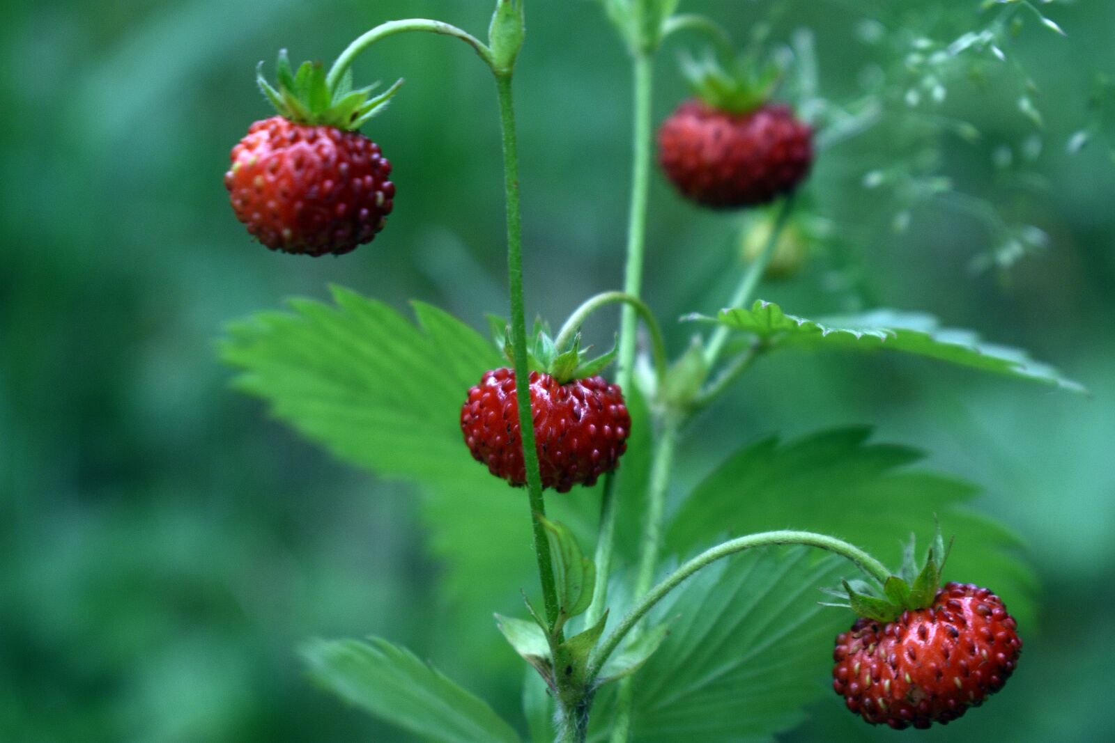 Nikon D3400 sample photo. Strawberries, fragaria vesca, nature photography