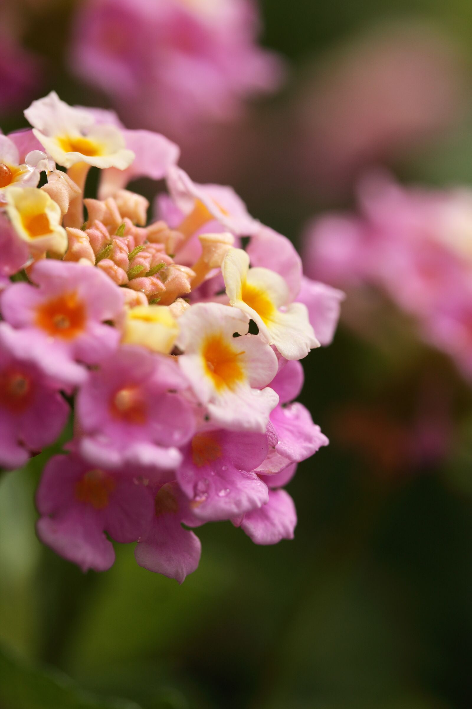 Canon EOS 40D sample photo. Flower, fresh, summer photography