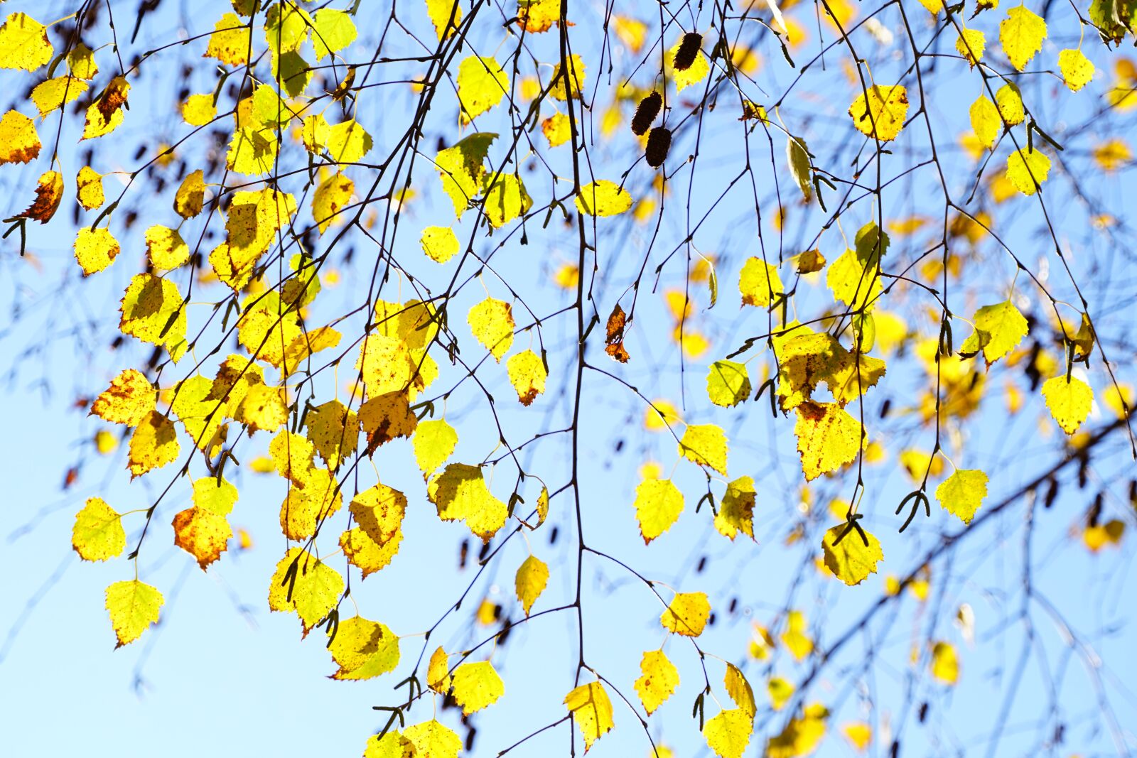Sony a7R II + Sony FE 24-240mm F3.5-6.3 OSS sample photo. Birch, fall leaves, autumn photography
