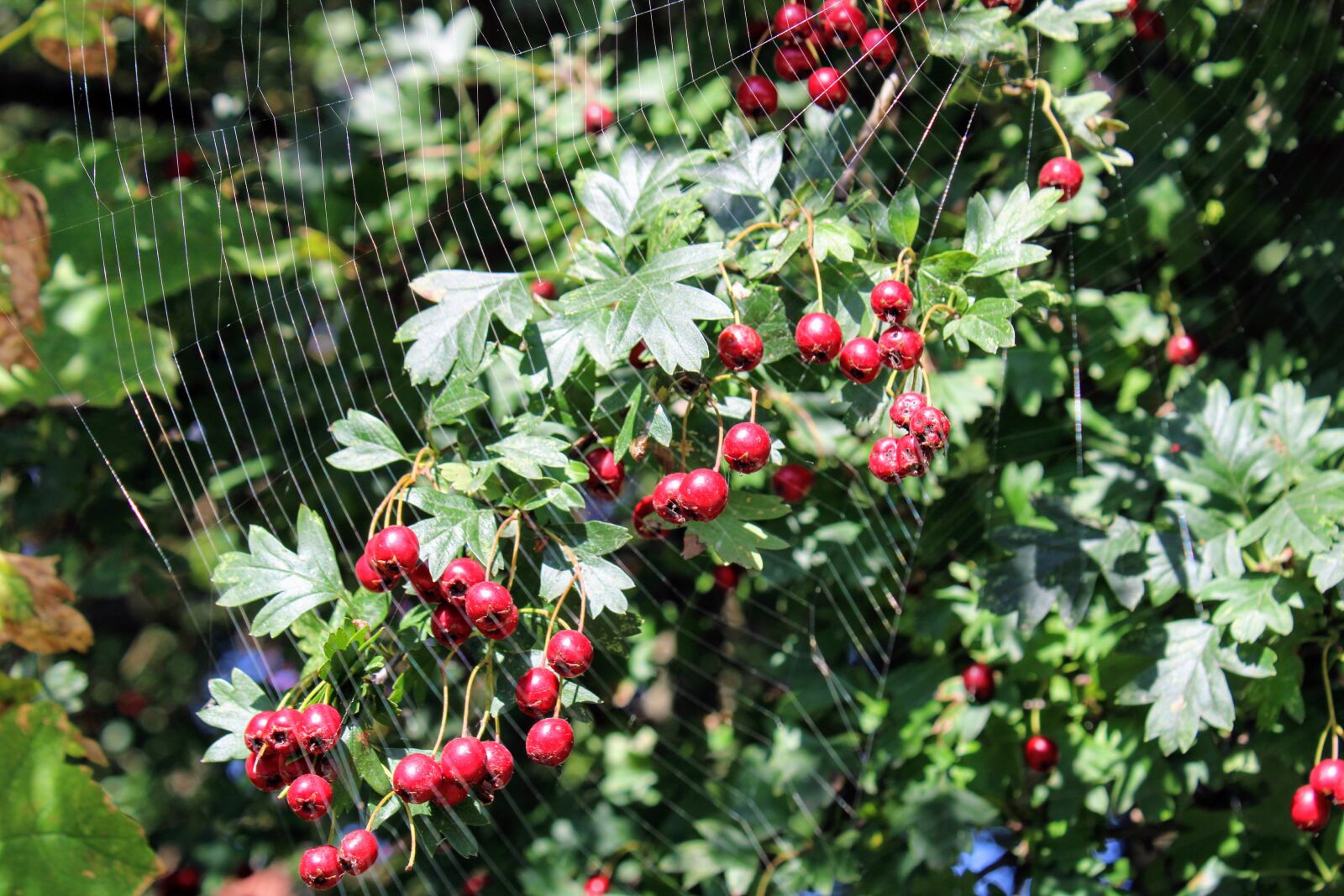 Canon EOS 2000D (EOS Rebel T7 / EOS Kiss X90 / EOS 1500D) sample photo. Spider web, hawthorn, meidoorn photography