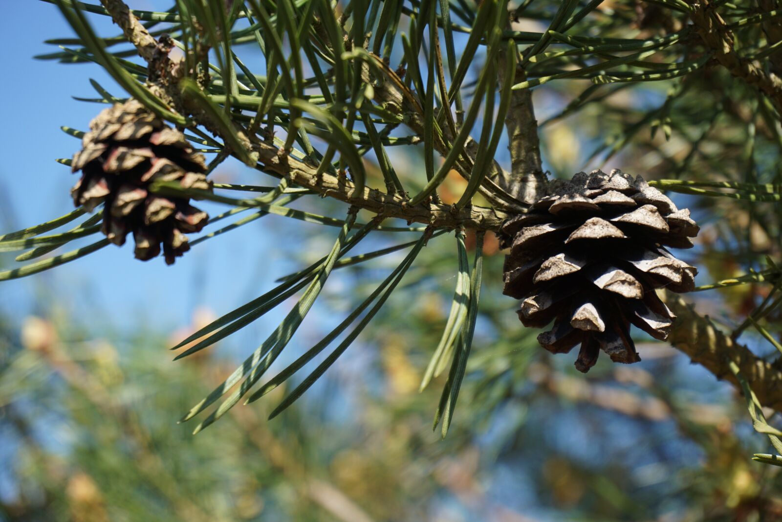 Sony a6000 sample photo. Pinus sylvestris, scots pine photography
