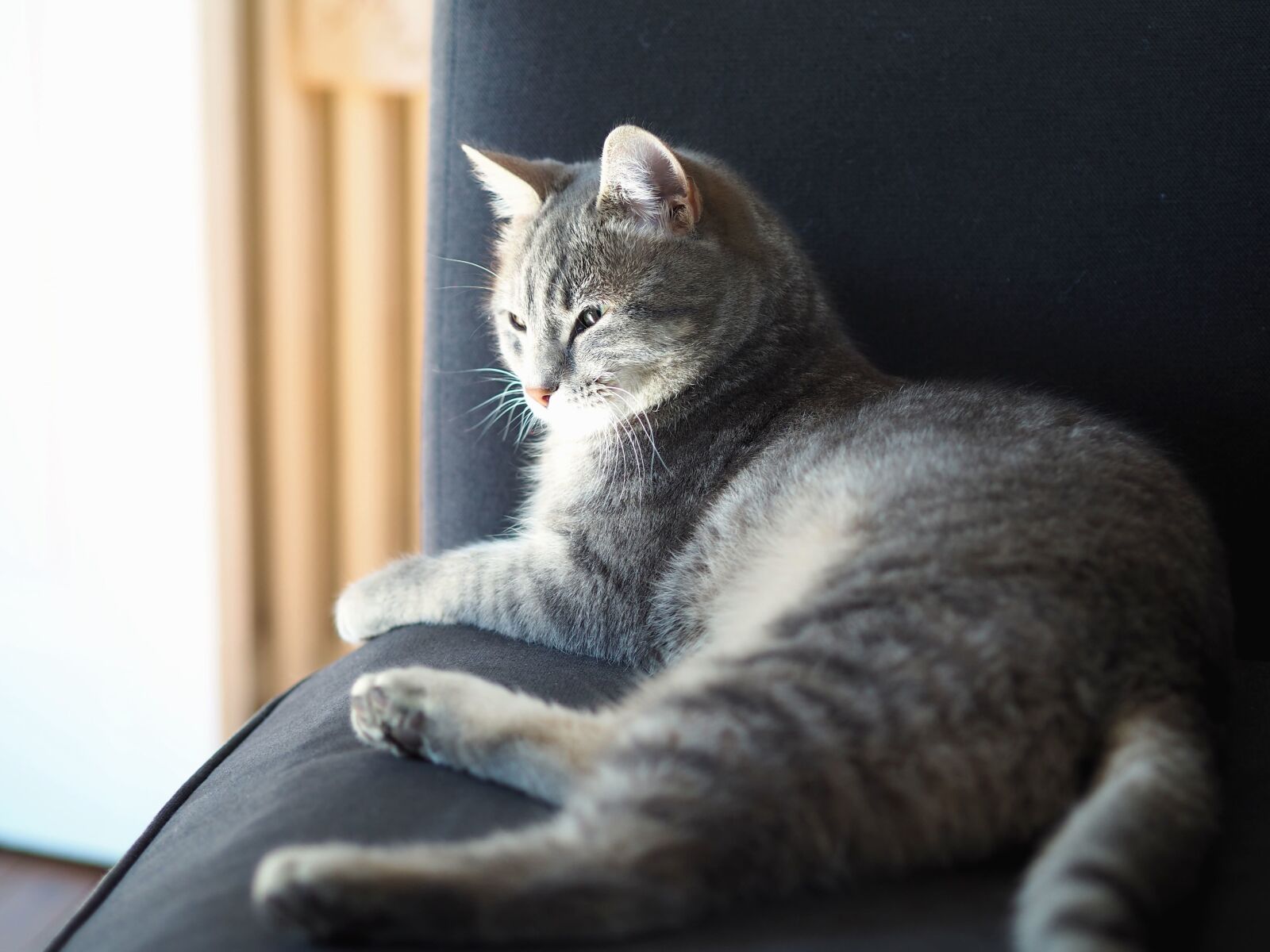 Olympus OM-D E-M10 II sample photo. Animal, pet, cat, fur photography