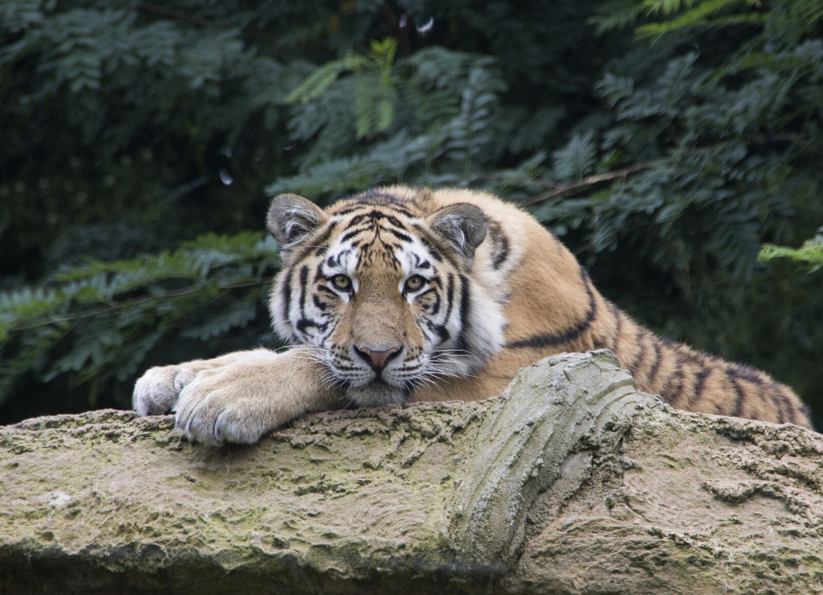 Canon EOS 600D (Rebel EOS T3i / EOS Kiss X5) sample photo. Tiger, wilderness, predator photography