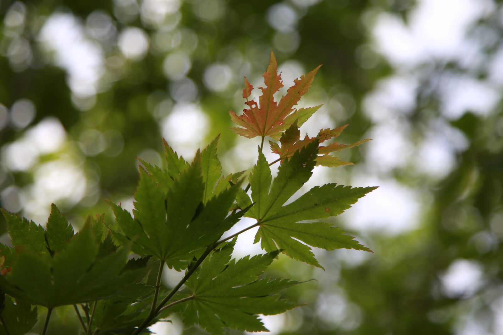 Canon EOS 6D + Canon EF 24-105mm F4L IS USM sample photo. Autumn leaves, maple leaf photography