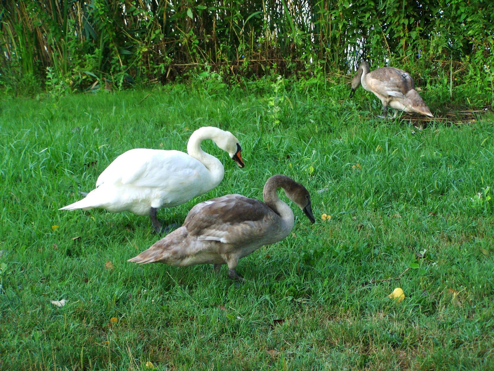Kodak EASYSHARE ZD710 ZOOM DIGITAL CAMERA sample photo. Mama swan, swan chicks photography