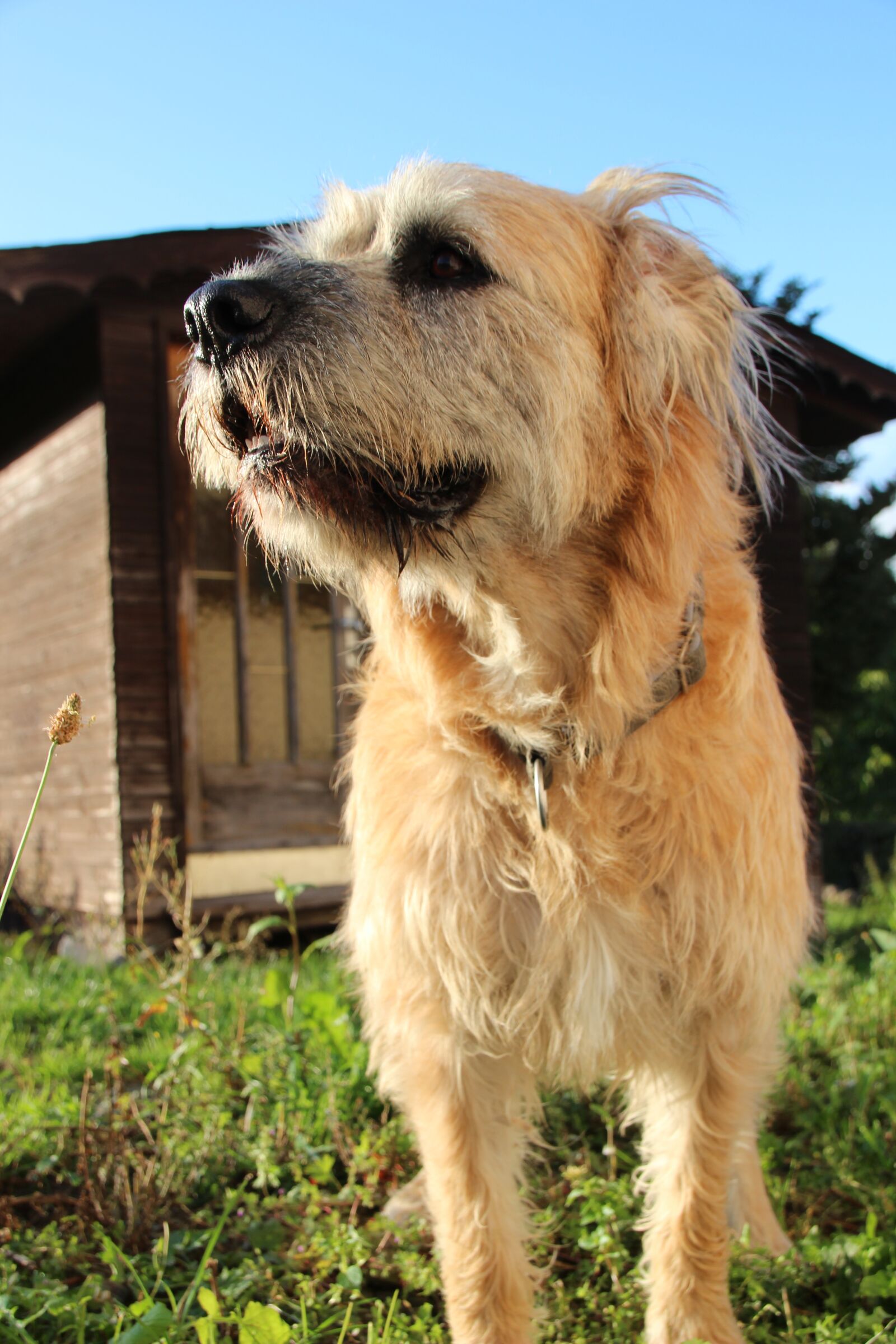 Canon EOS 600D (Rebel EOS T3i / EOS Kiss X5) sample photo. Dog, pet, hybrid photography