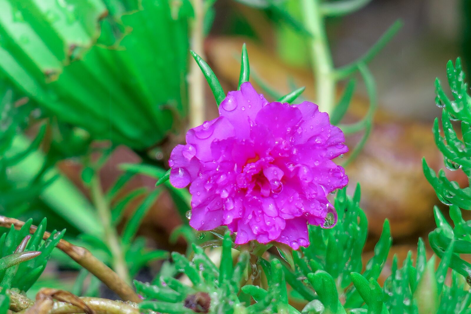 Canon PowerShot G3 X sample photo. Flower, 綻, plant photography