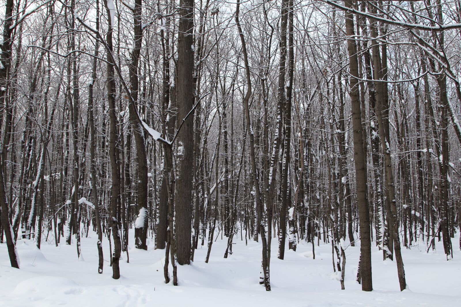 Canon EOS 60D + Canon EF 24-105mm F4L IS USM sample photo. Trees, winter, snow photography