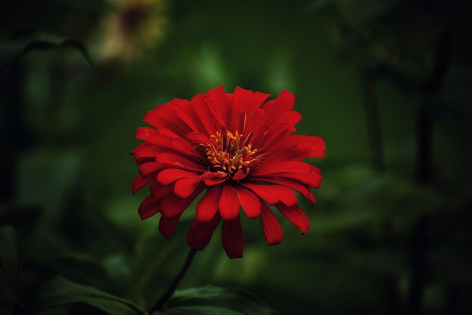 Nikon D3400 sample photo. Flower, plant, flora photography
