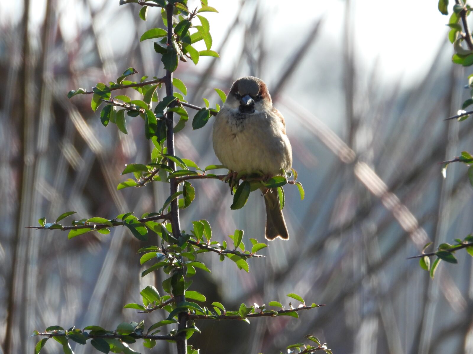 Nikon Coolpix P1000 sample photo. Chickadee, bird, bush photography