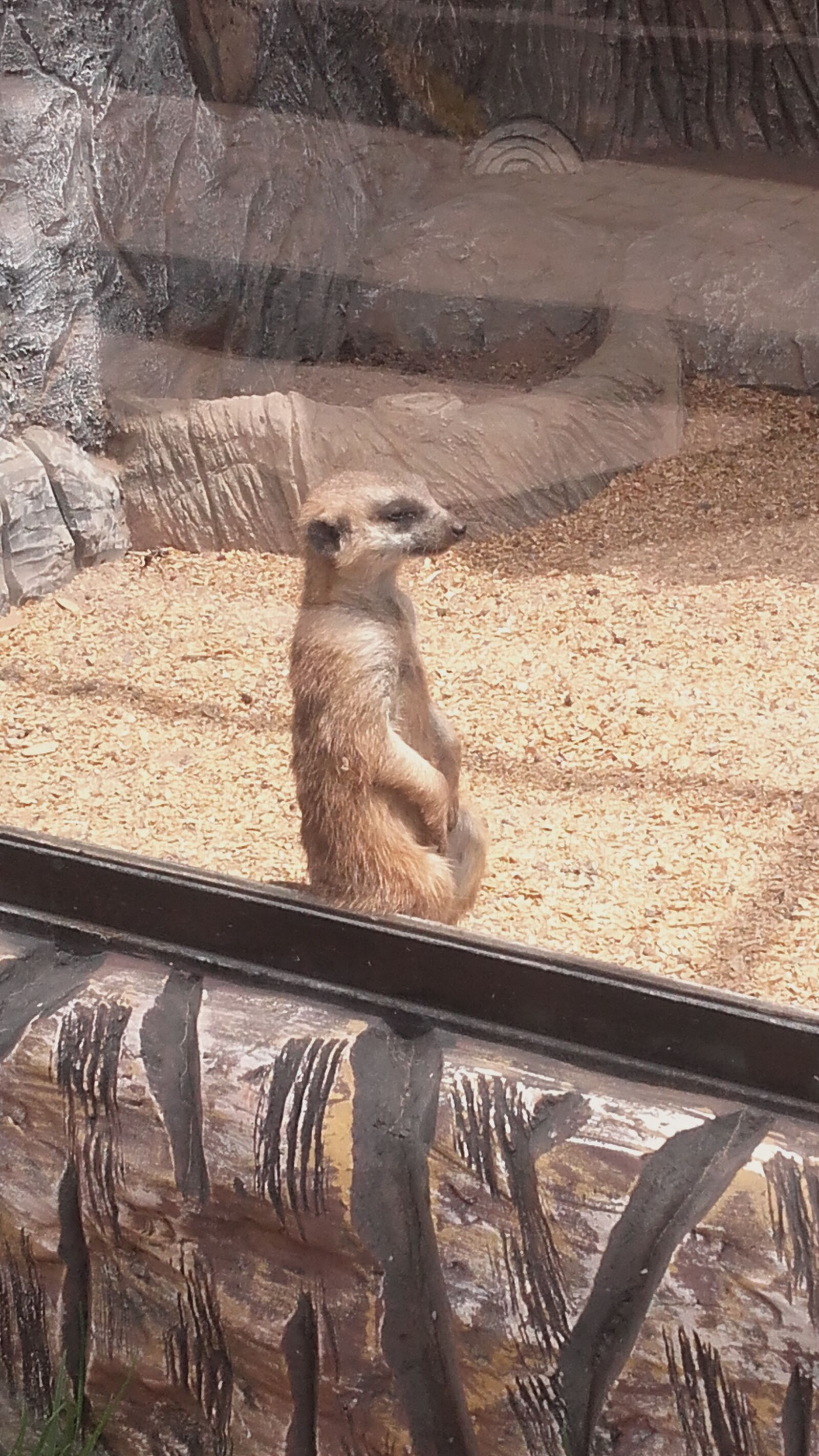 Samsung Galaxy Grand Prime sample photo. Animals, cute, love photography