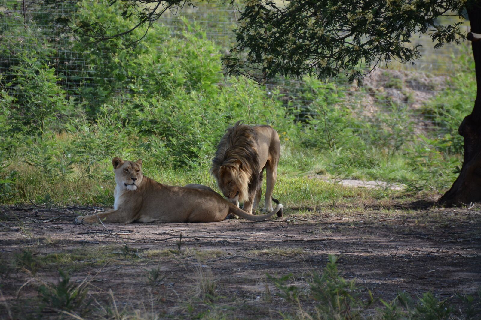 Nikon D7100 sample photo. Lions couple, south africa photography