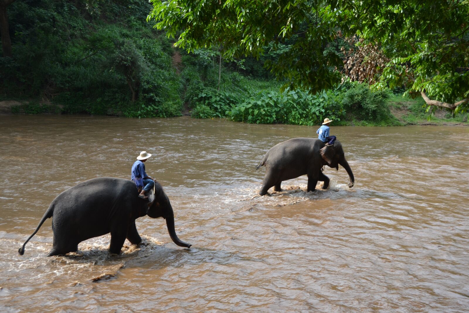 Nikon D3100 sample photo. Camp elephants, elephant, thailand photography