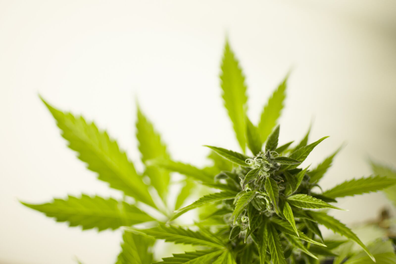 Nikon D3100 sample photo. Marijuana, cannabis, hash photography