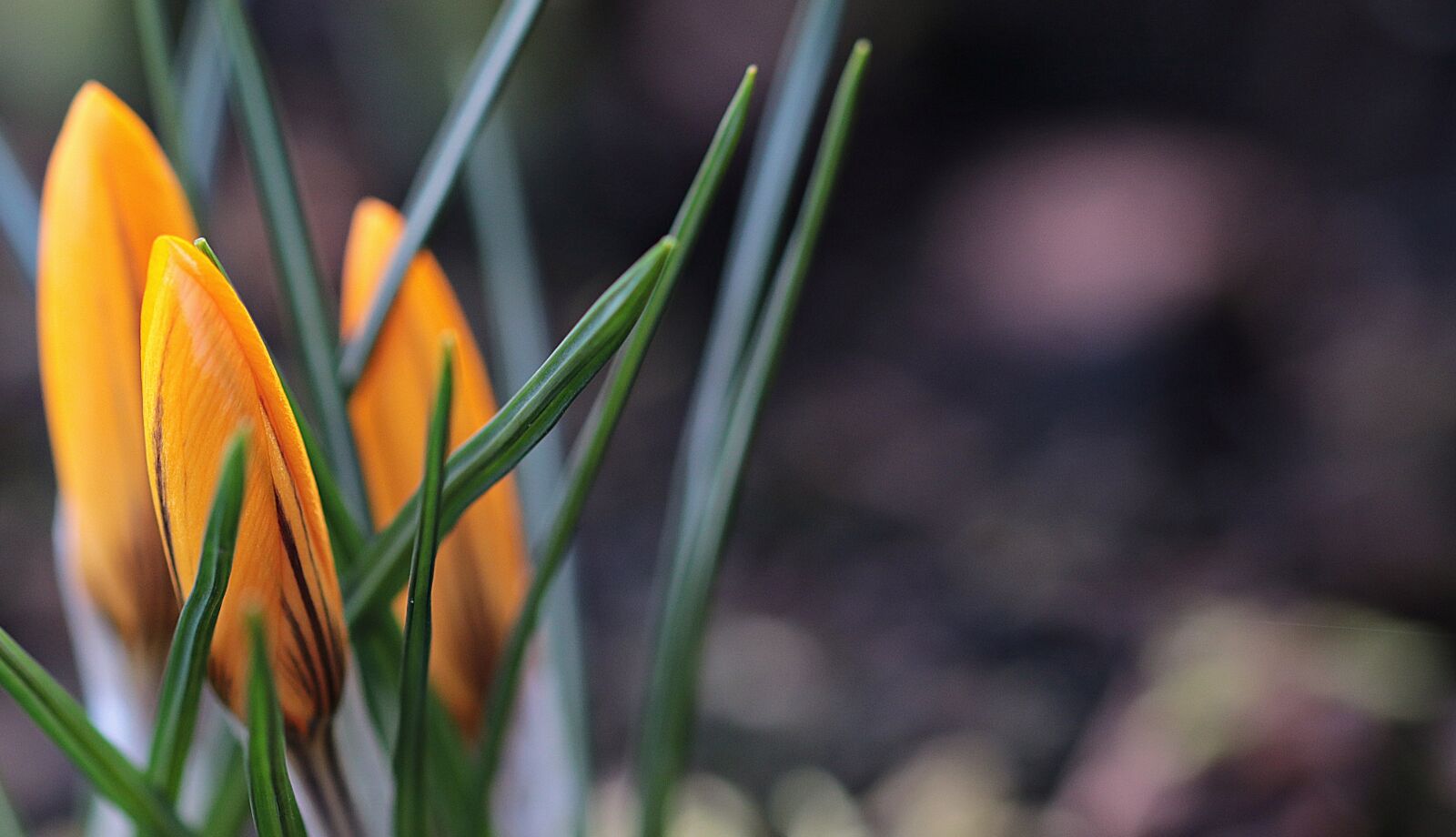 Canon EOS 80D sample photo. Garden, spring, crocus photography