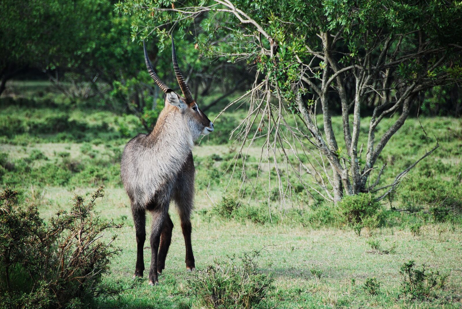 Nikon D80 sample photo. Africa, animal, antelope photography