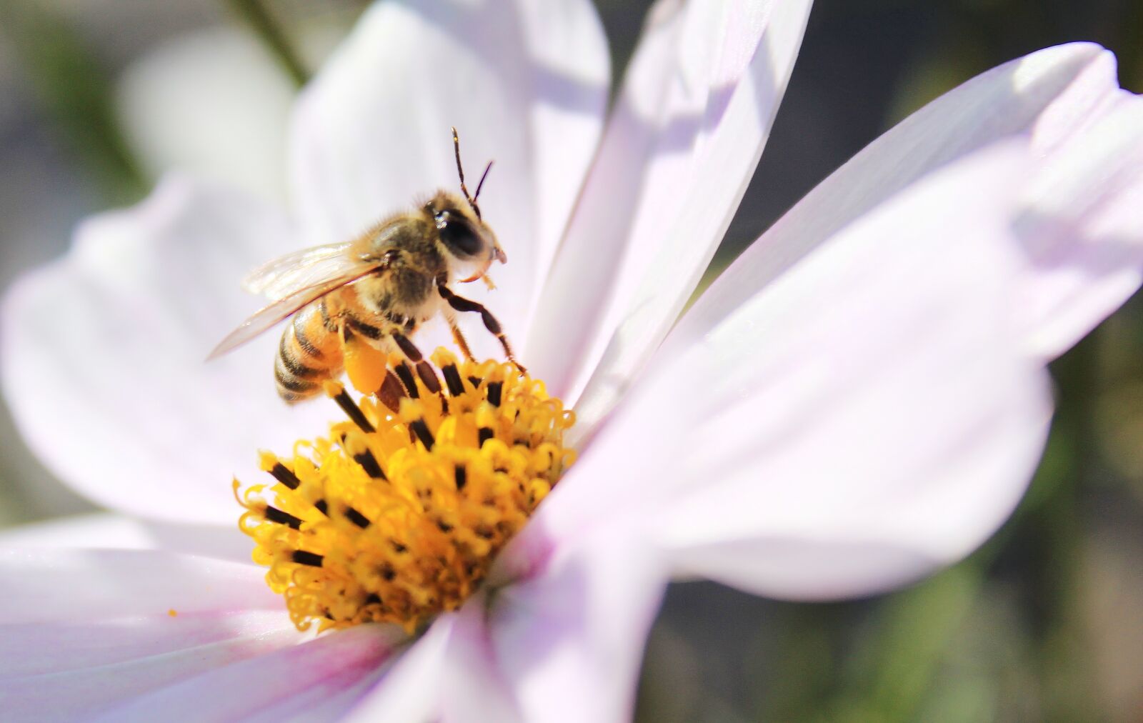 Canon EOS 1300D (EOS Rebel T6 / EOS Kiss X80) sample photo. Cosmos flower, daisy, bee photography