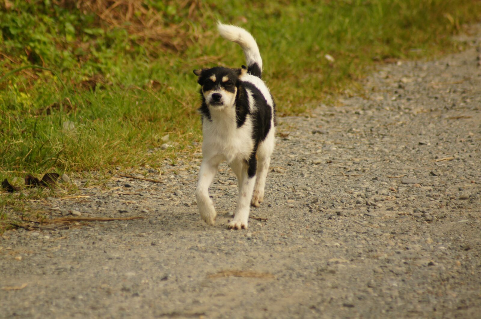 Sony SLT-A55 (SLT-A55V) sample photo. Animals, of the, field photography