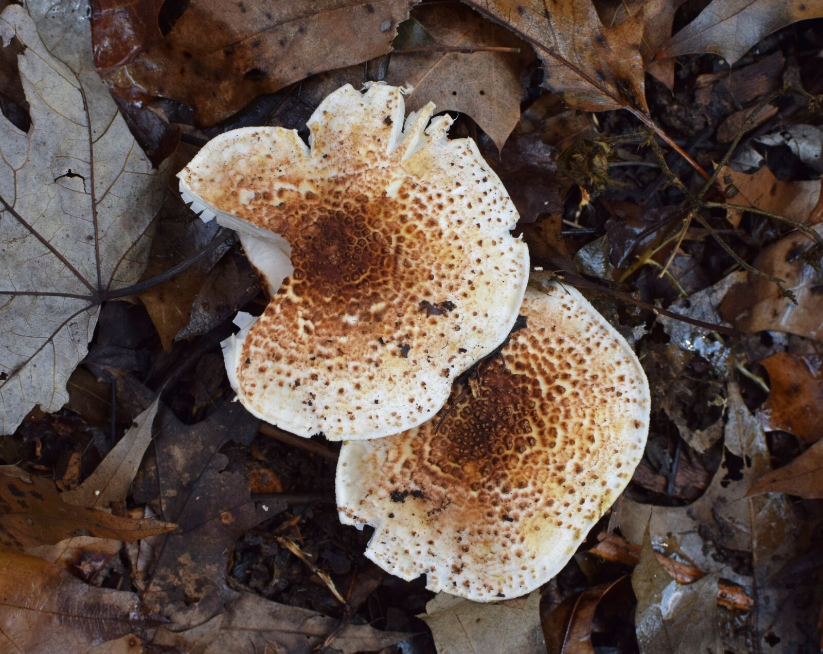 Nikon D3300 sample photo. Rain-wet fall mushrooms, mushroom photography