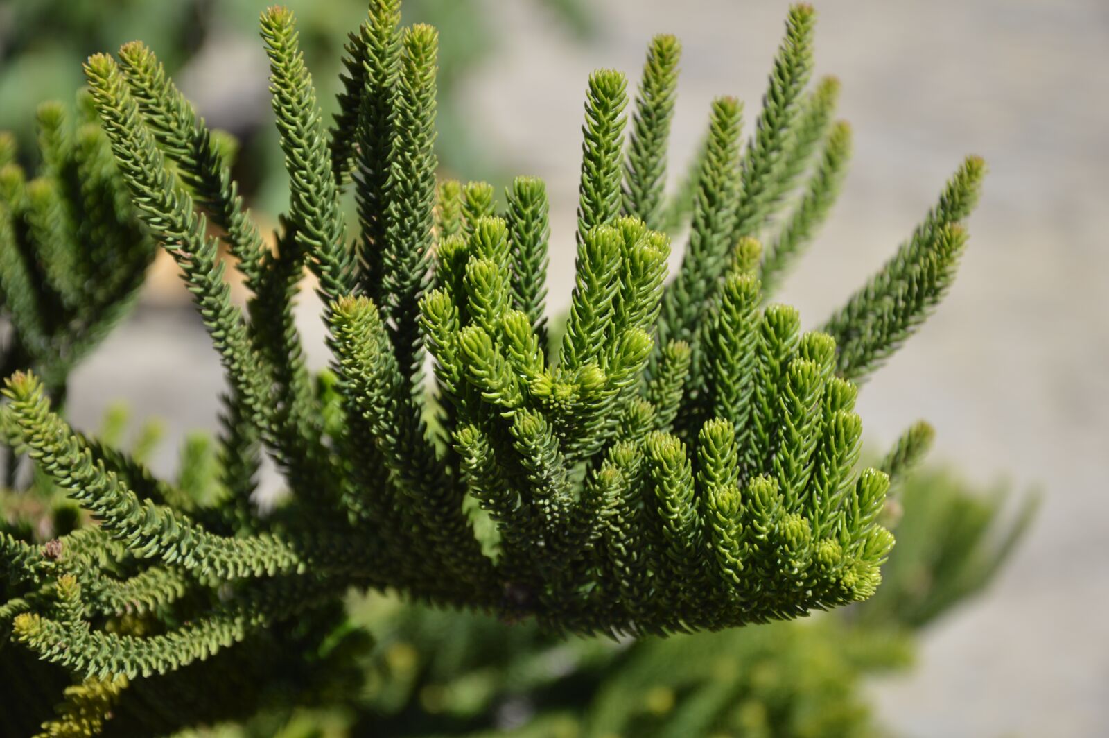 Nikon D3200 sample photo. Pinheiro, green, background photography