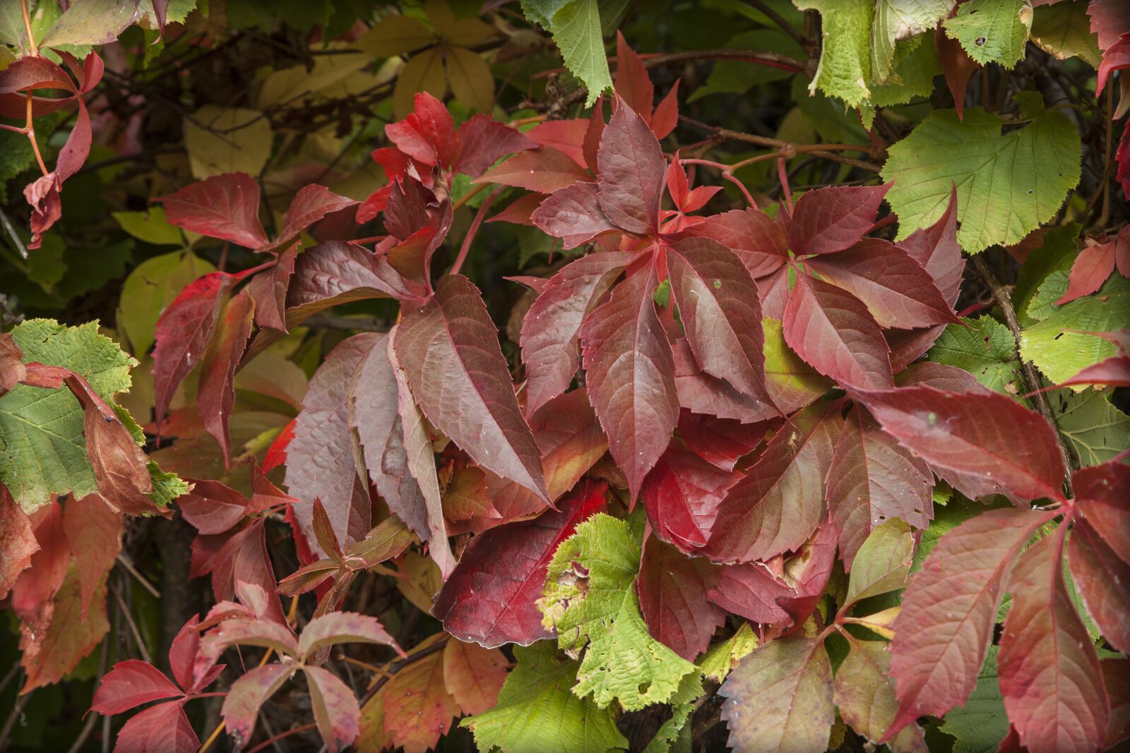 Canon EOS 5D Mark II sample photo. Leaves, autumn, nature photography