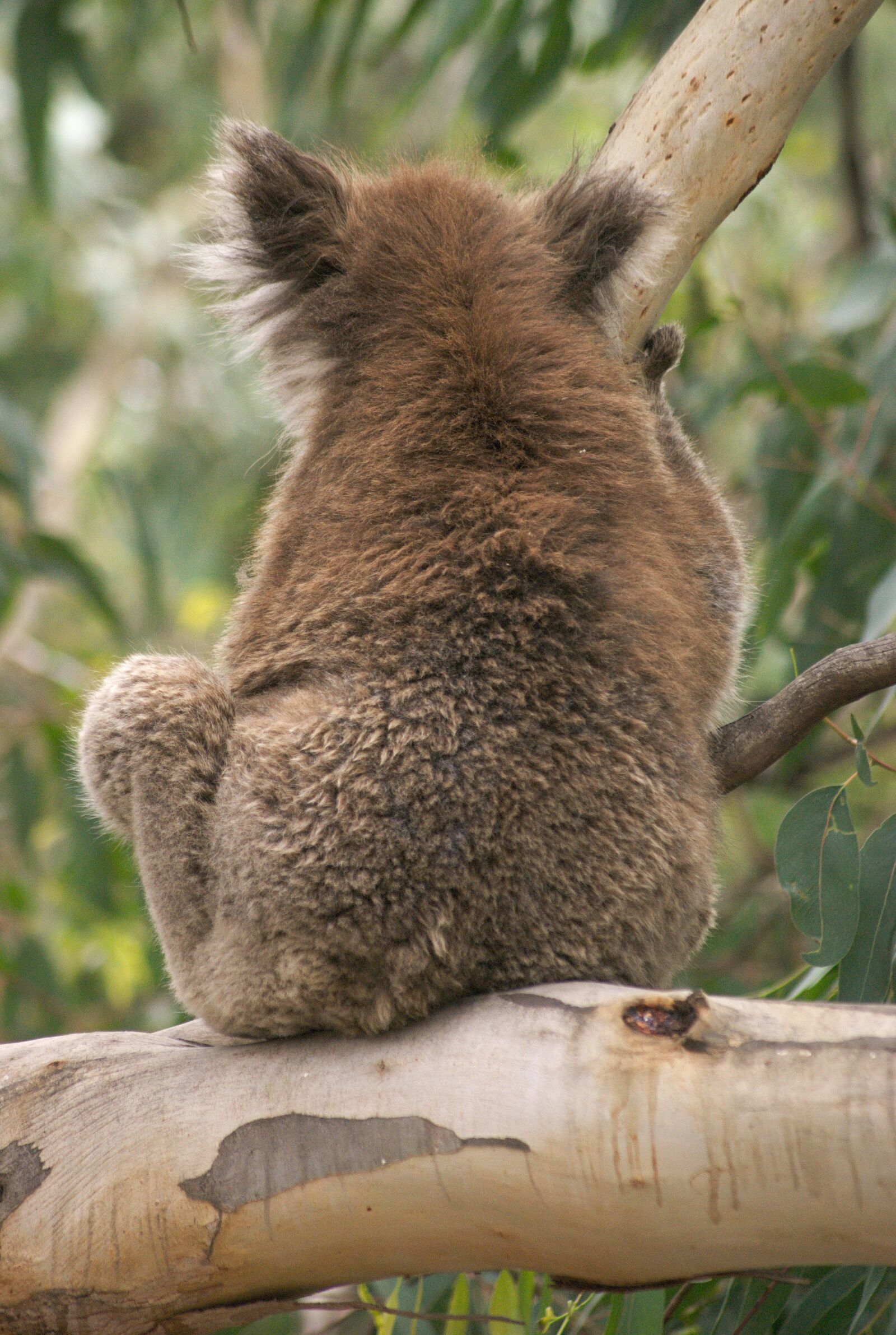 Sony Alpha DSLR-A230 sample photo. Koala, koala bear, australia photography