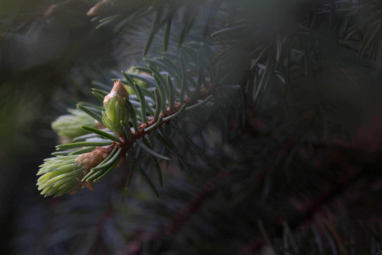 Canon EF-S 60mm F2.8 Macro USM sample photo. Forest, dawn, bud photography
