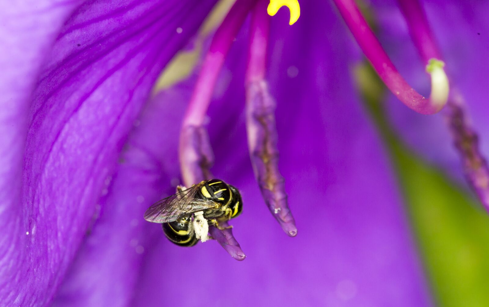 Canon EOS 6D + Canon EF 100mm F2.8 Macro USM sample photo. Bees, flower, natural photography