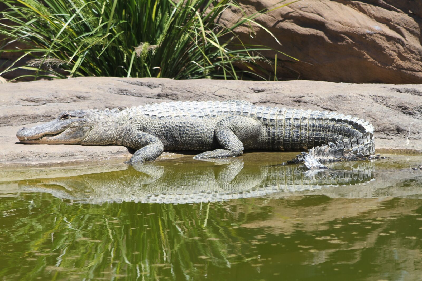 Canon EOS 7D sample photo. Alligator, crocodile, reptile photography