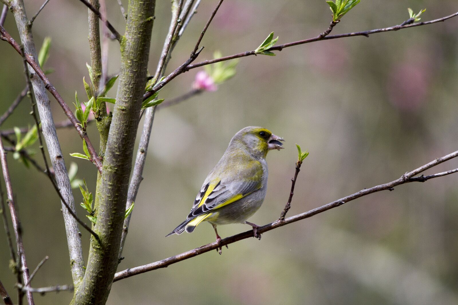 Canon EOS 60D sample photo. Bird, nature, finch photography