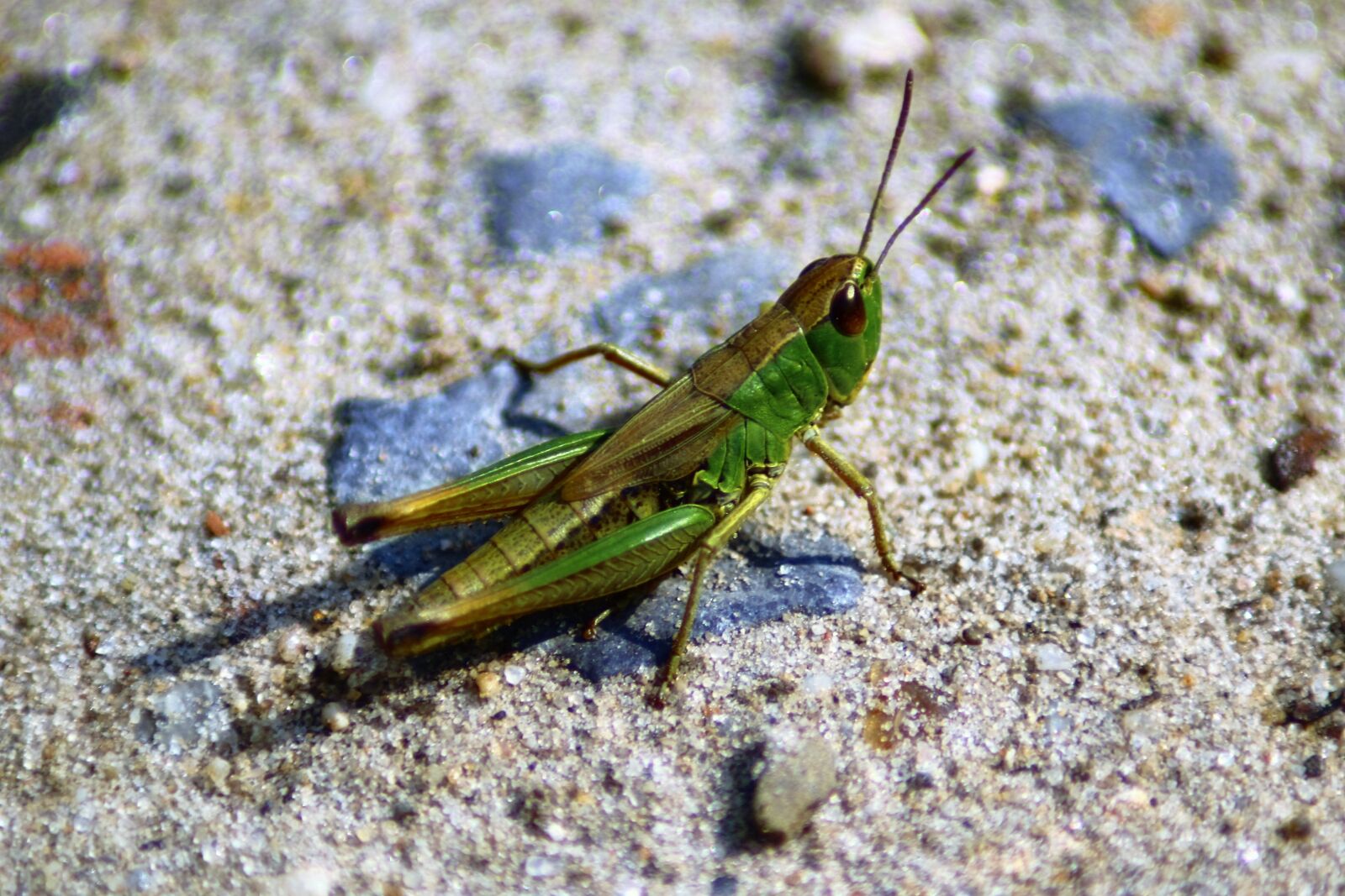 Canon EOS 1200D (EOS Rebel T5 / EOS Kiss X70 / EOS Hi) sample photo. Grasshopper, nature, summer photography