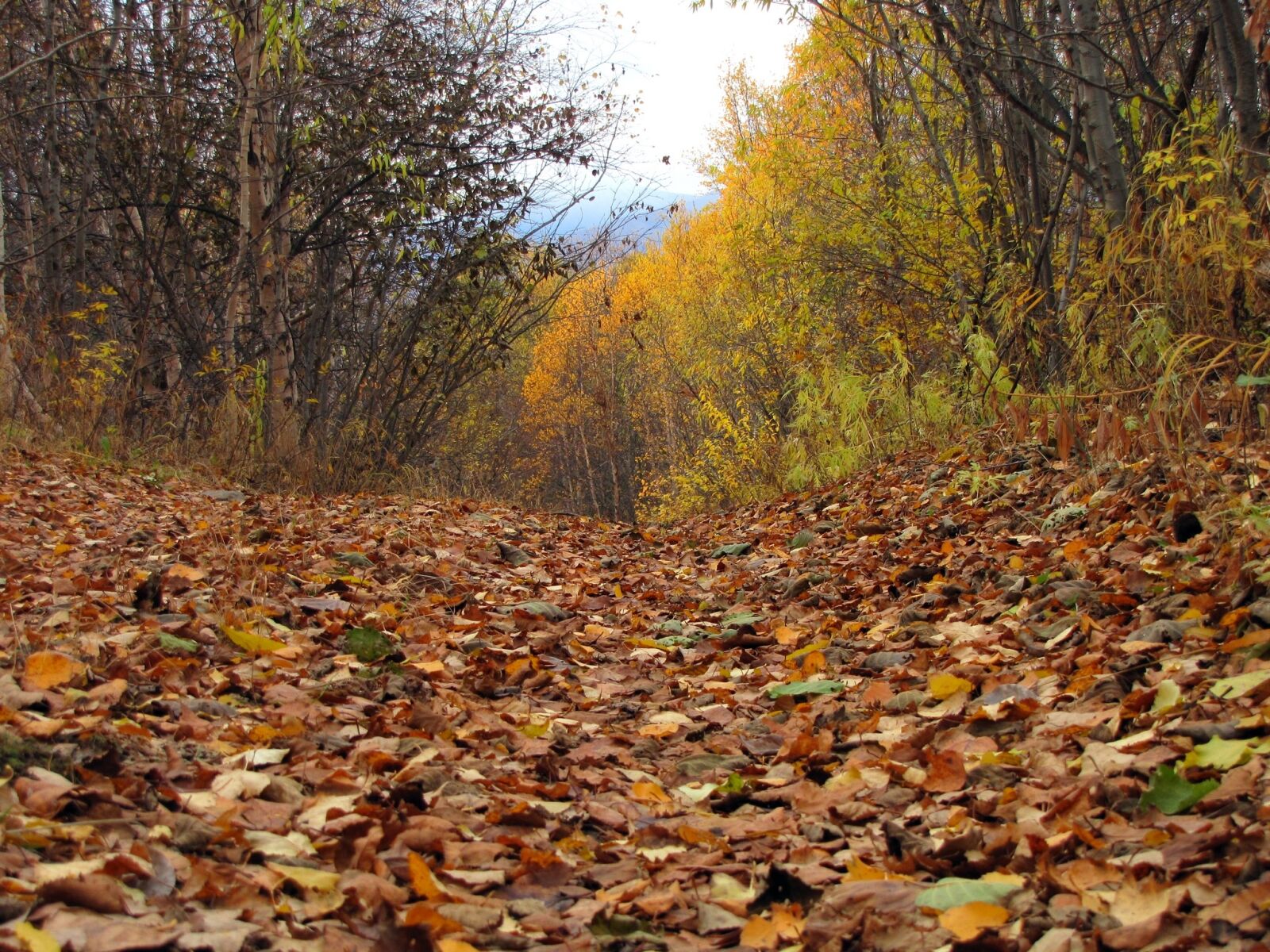 Canon PowerShot SX1 IS sample photo. Autumn forest, mountains, fall photography