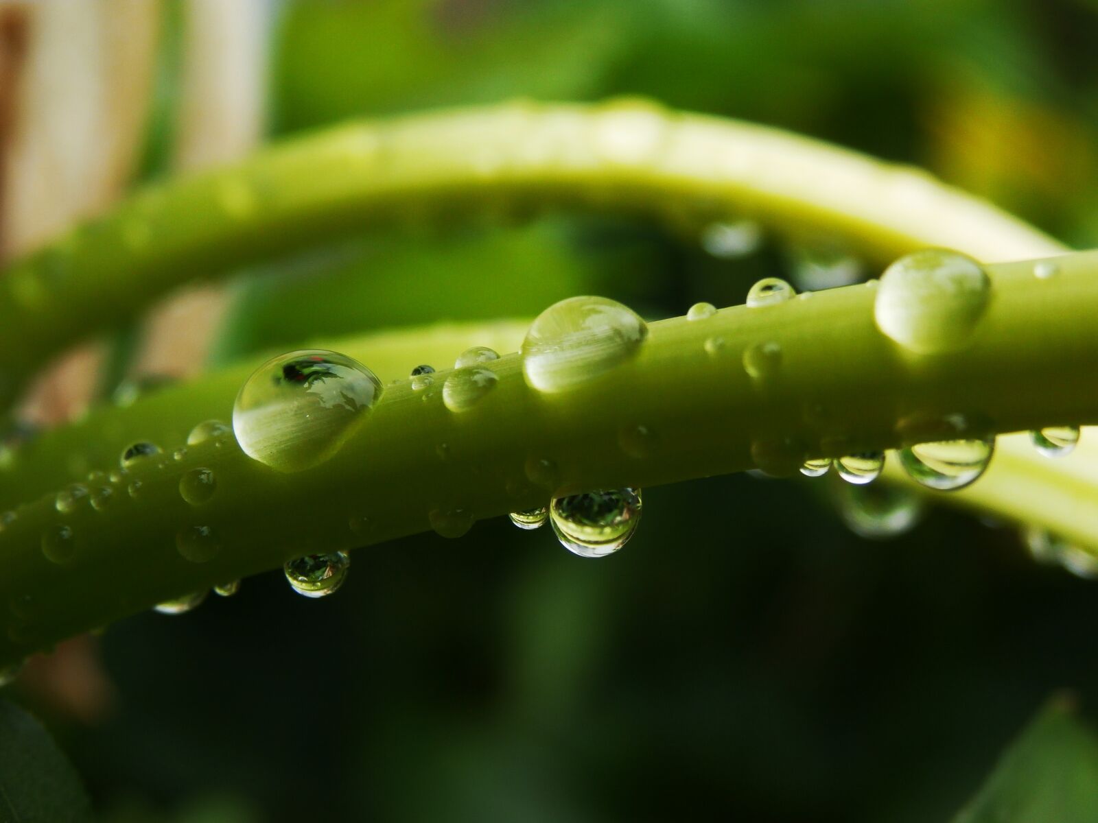 Olympus SZ-15,DZ-100 sample photo. Drop, drops, stem photography