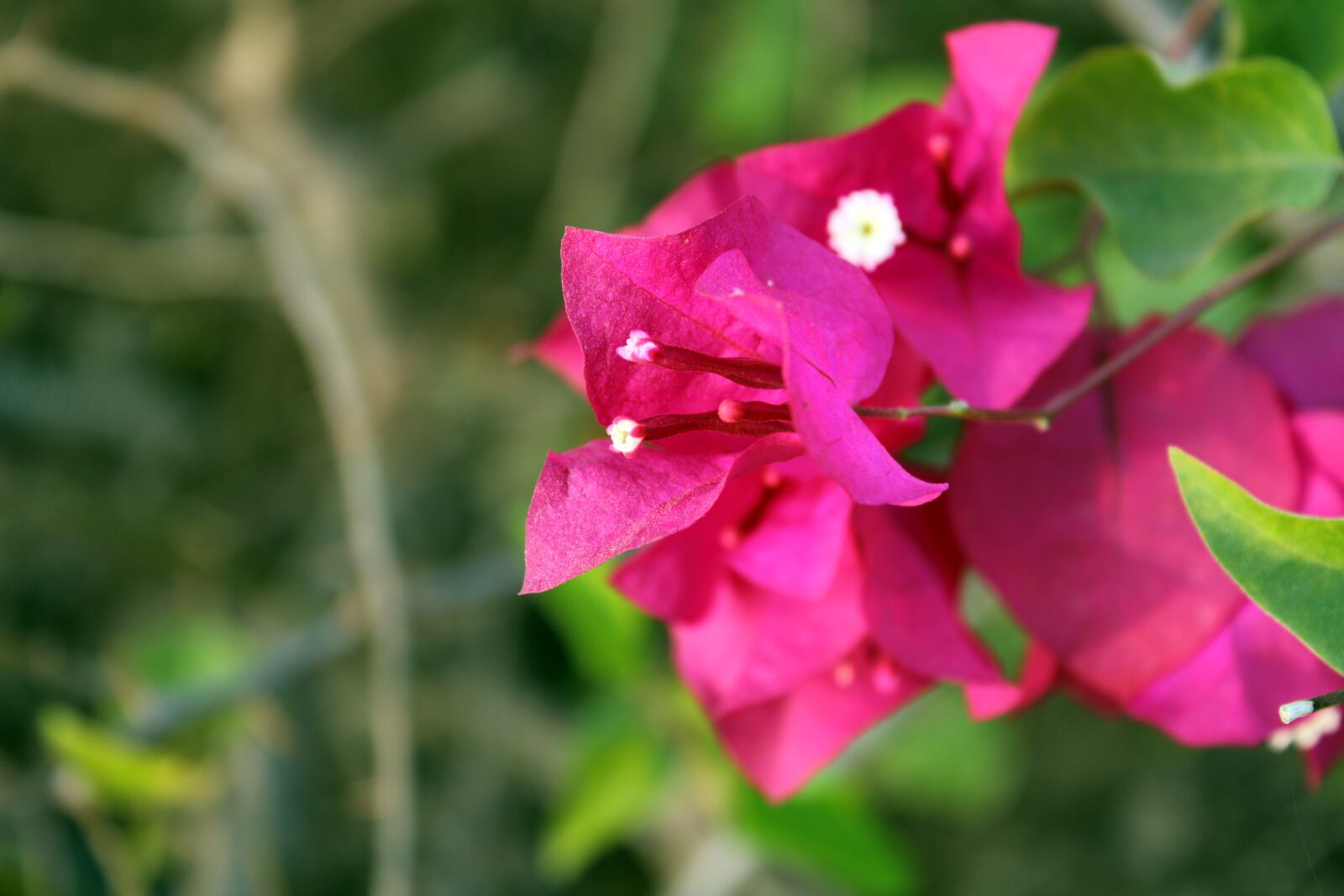 Canon EOS 2000D (EOS Rebel T7 / EOS Kiss X90 / EOS 1500D) sample photo. Red bougainvillea flowers, botanical photography
