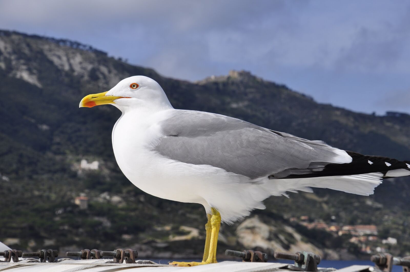 Nikon D5000 sample photo. Seagull, island, sea photography