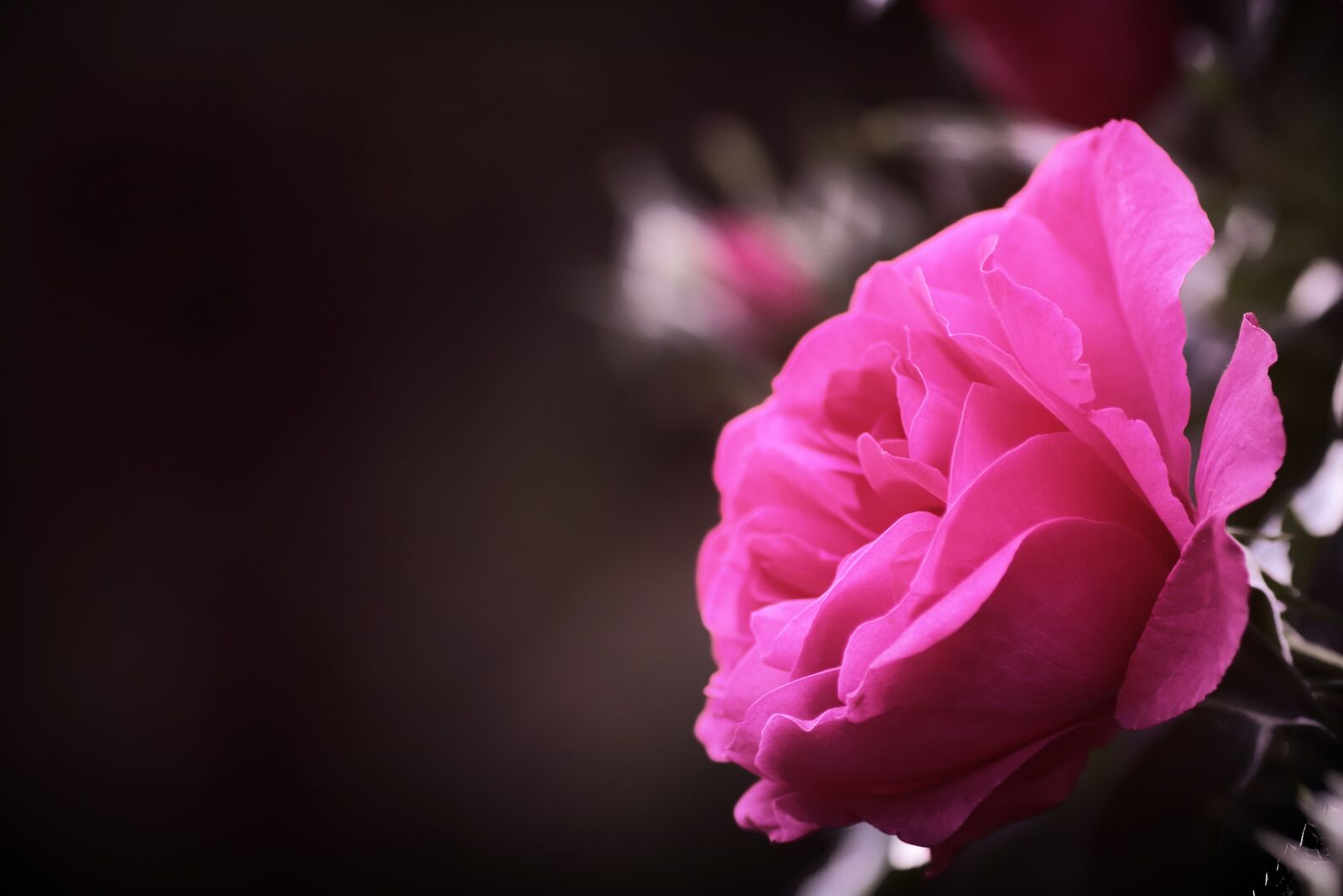 Tamron SP 90mm F2.8 Di VC USD 1:1 Macro sample photo. Rose, pink, mother's day photography