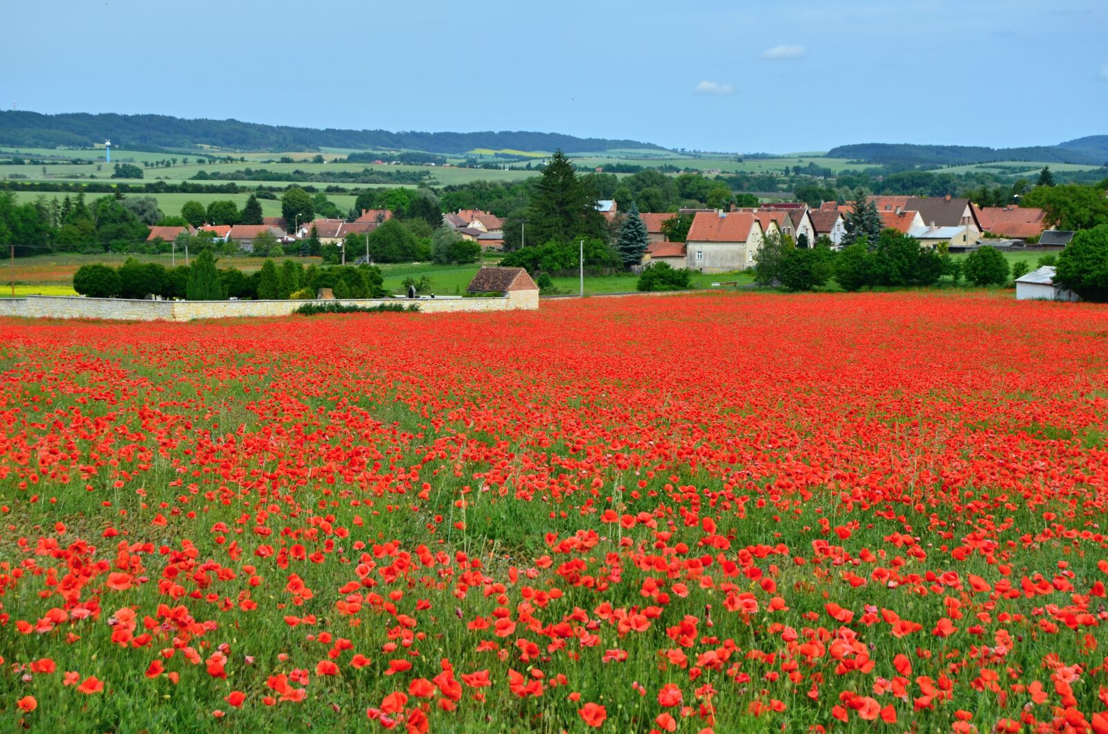 Nikon D5100 sample photo. Poppies, field, red weed photography
