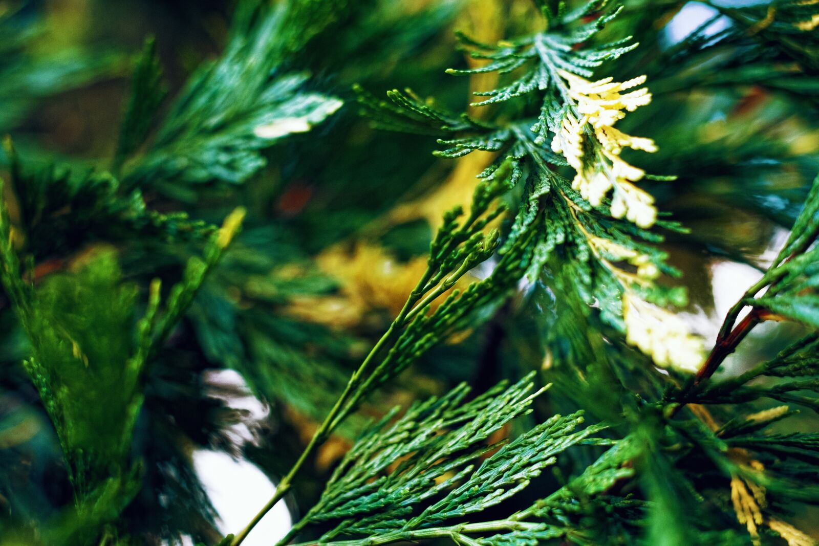 Fujifilm X-E1 + Fujifilm XF 35mm F1.4 R sample photo. Greens, foliage, needles photography