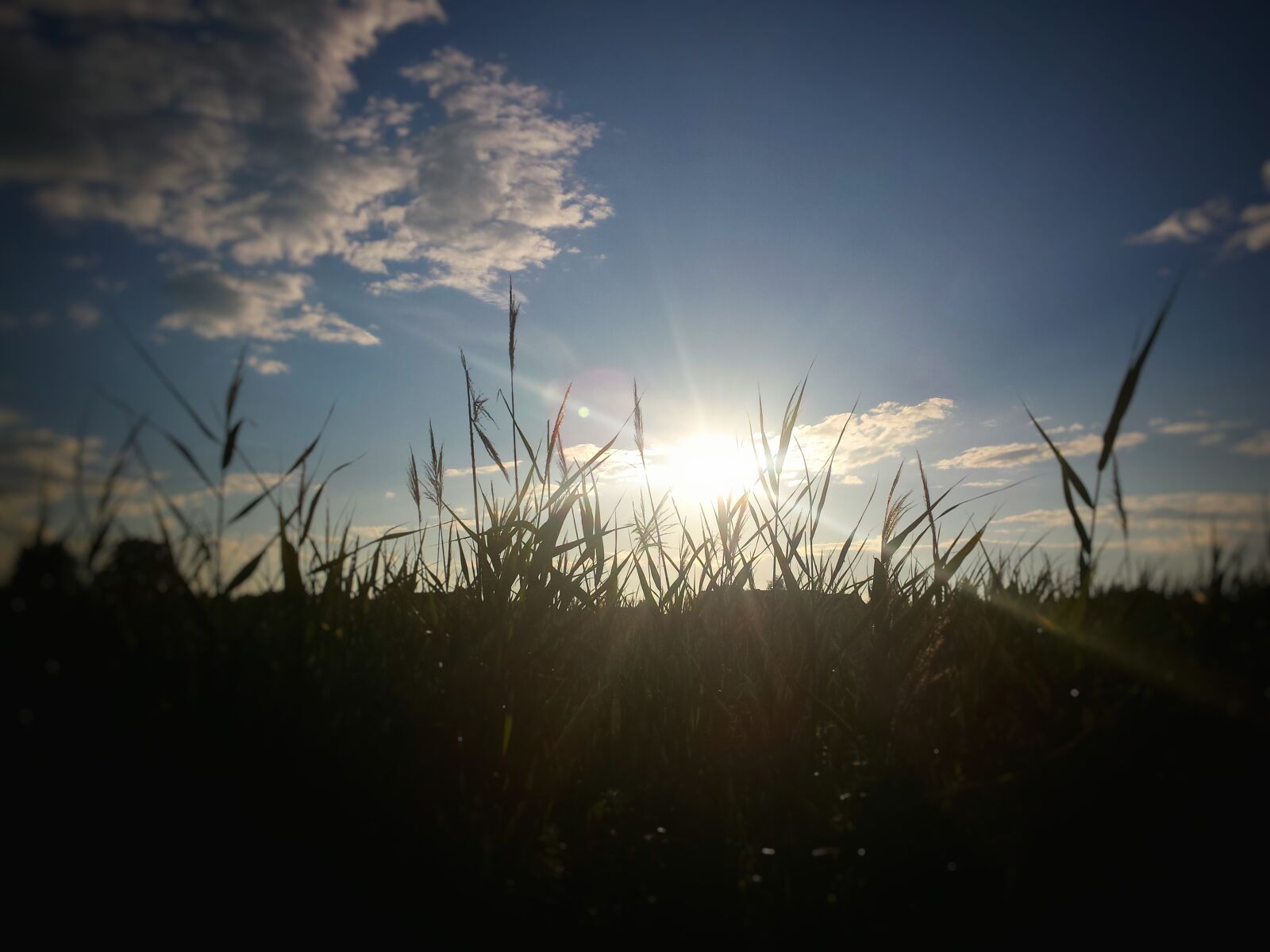 Samsung Galaxy S4 sample photo. The sun, sky, meadow photography