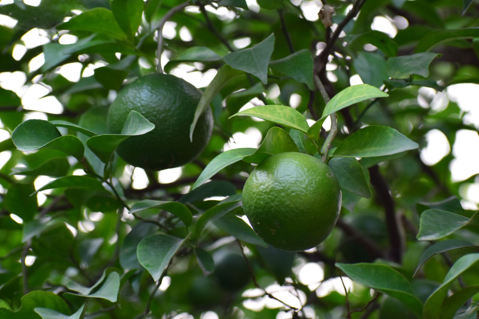 Nikon D3300 sample photo. Tree, fruit, green photography