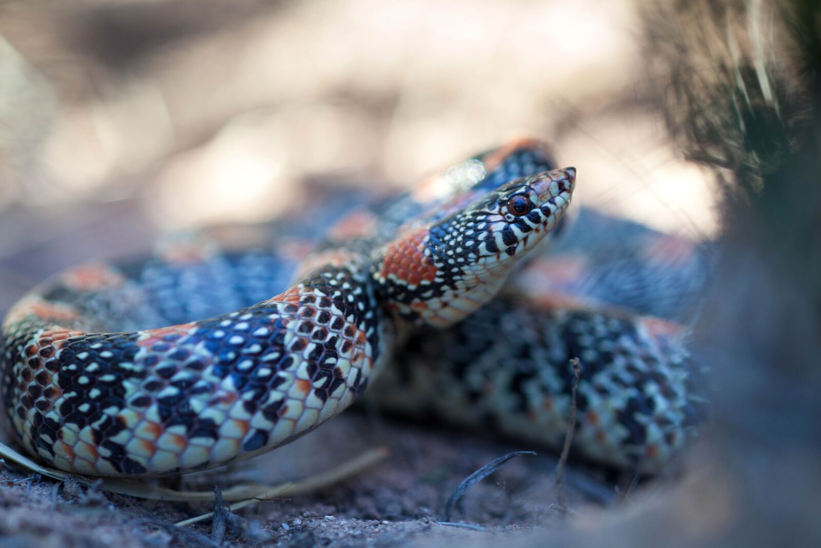 Canon EOS 5D Mark II sample photo. Long, nosed, snake photography