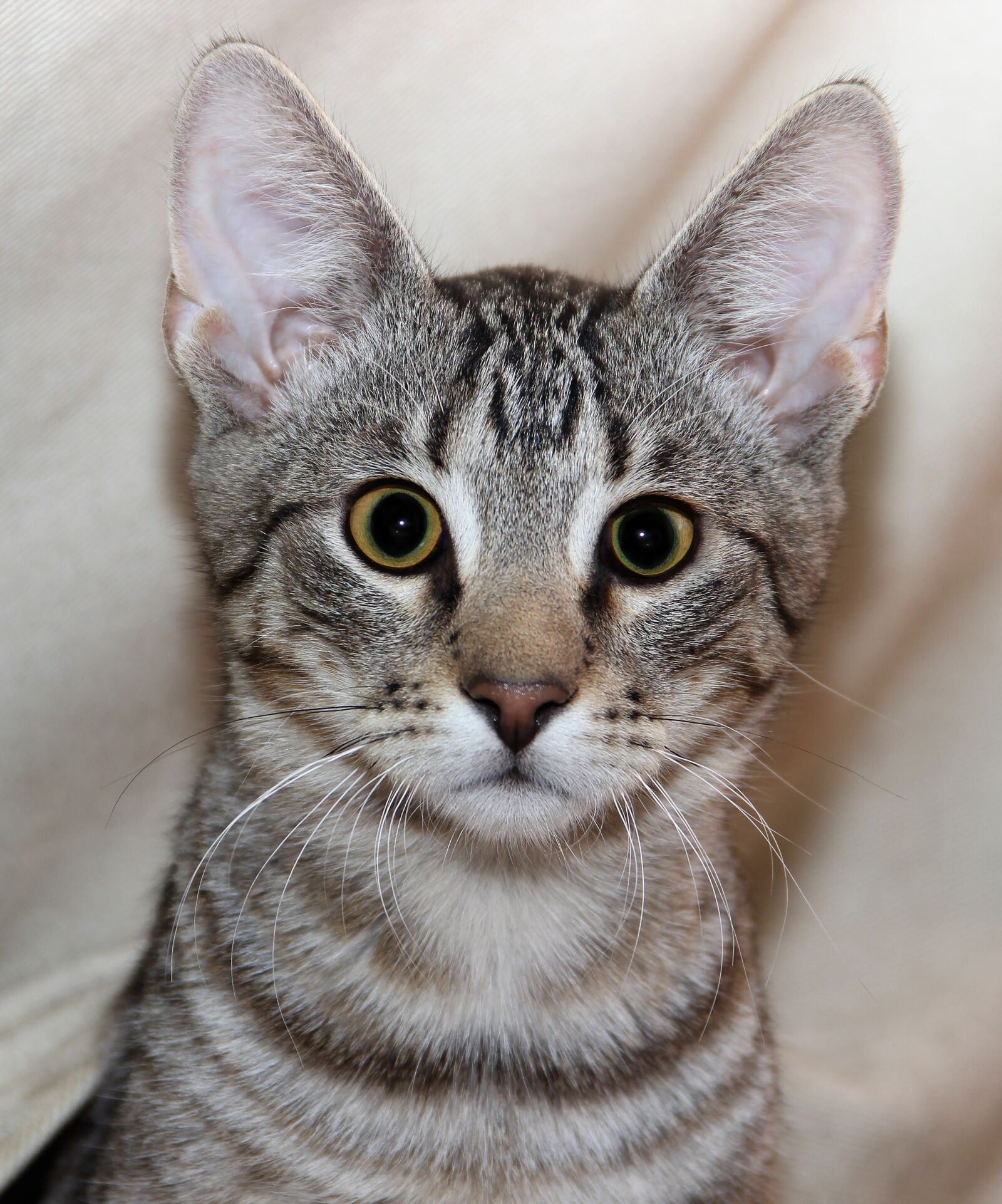 18.0 - 135.0 mm sample photo. Cat, pet, animal photography