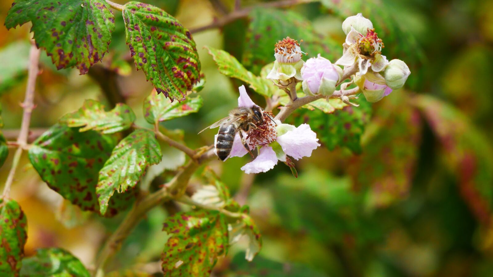 Panasonic Lumix DMC-GX85 (Lumix DMC-GX80 / Lumix DMC-GX7 Mark II) sample photo. Sprinkle, nature, flower photography