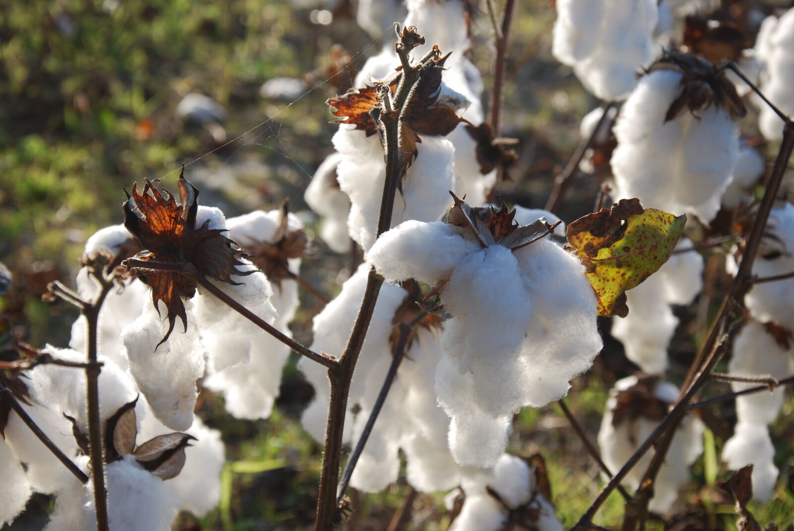 Nikon D80 sample photo. Cotton, field, agriculture photography