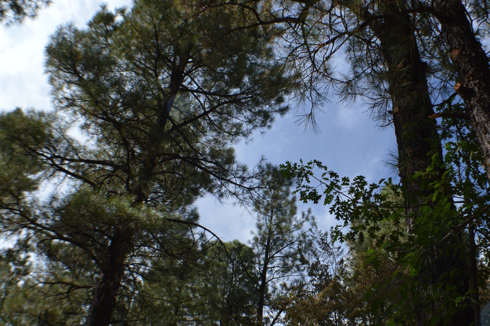 Nikon D3200 sample photo. Sky, pine tees, nature photography